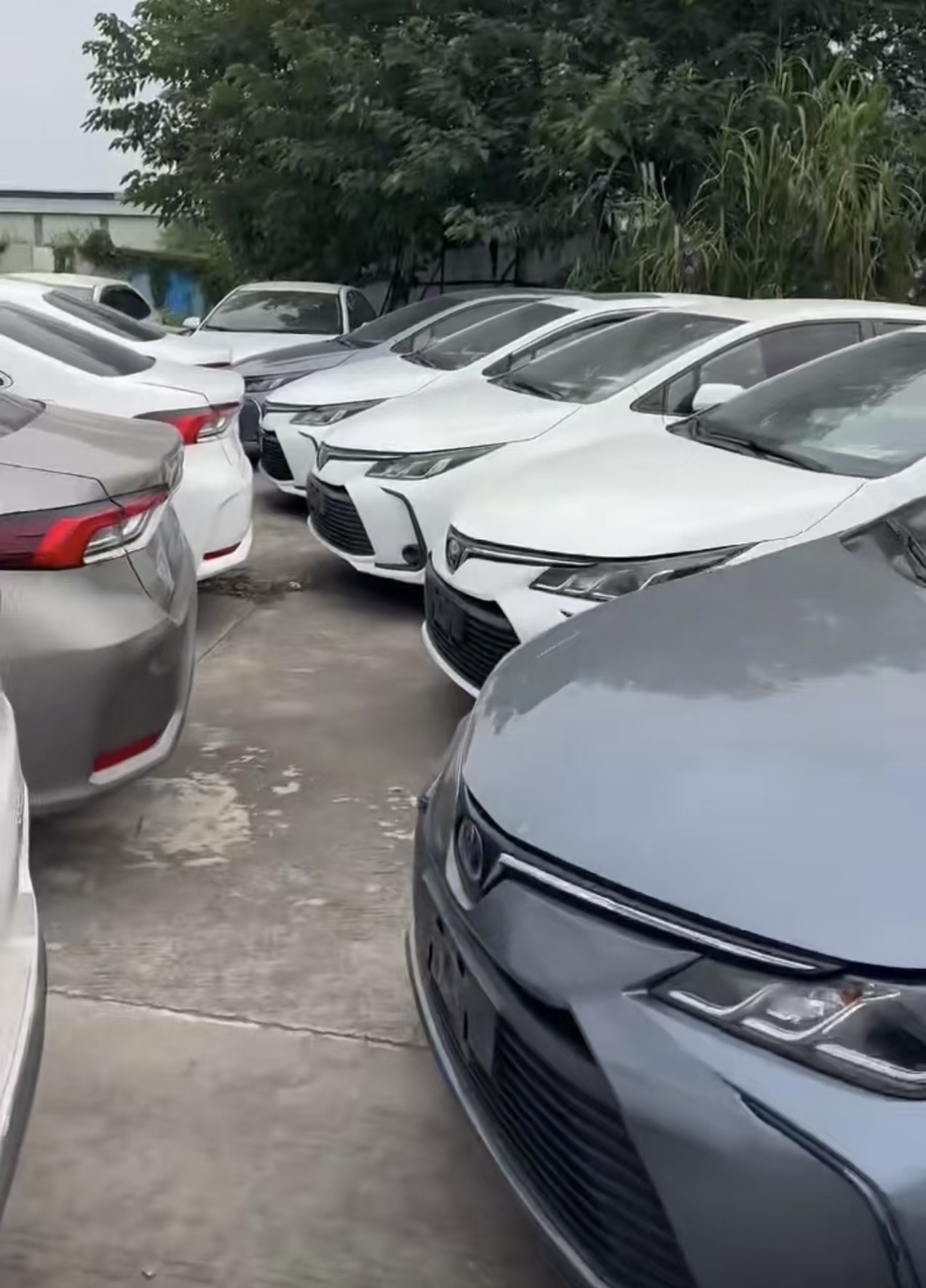Toyota Corolla 2023 car image #6