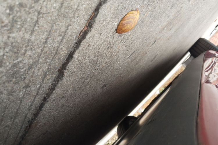 特斯拉 Model 3(进口) 2019 汽车图片 #28