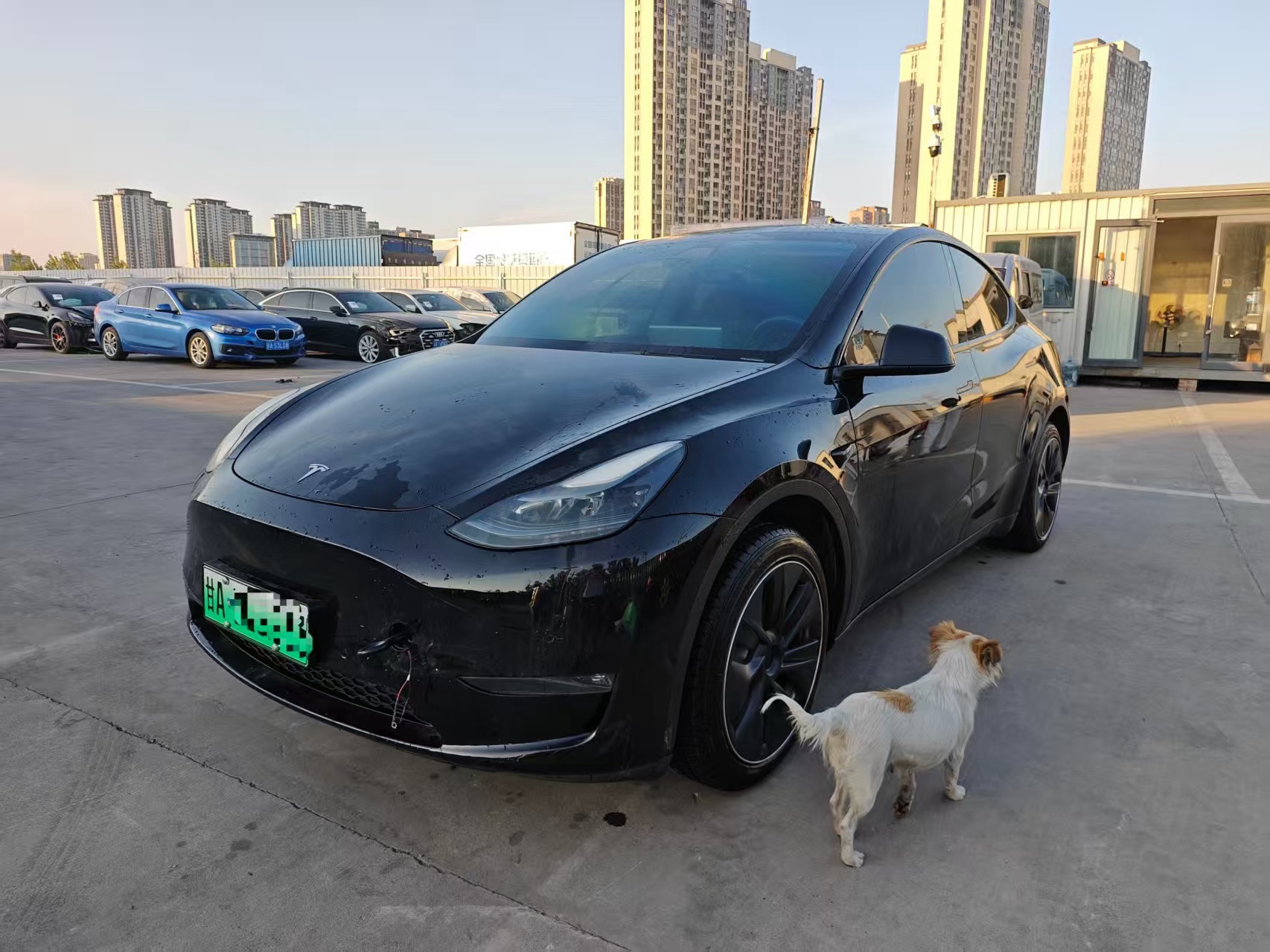 Tesla Model Y 2023 Tesla Model Y 2023 car image