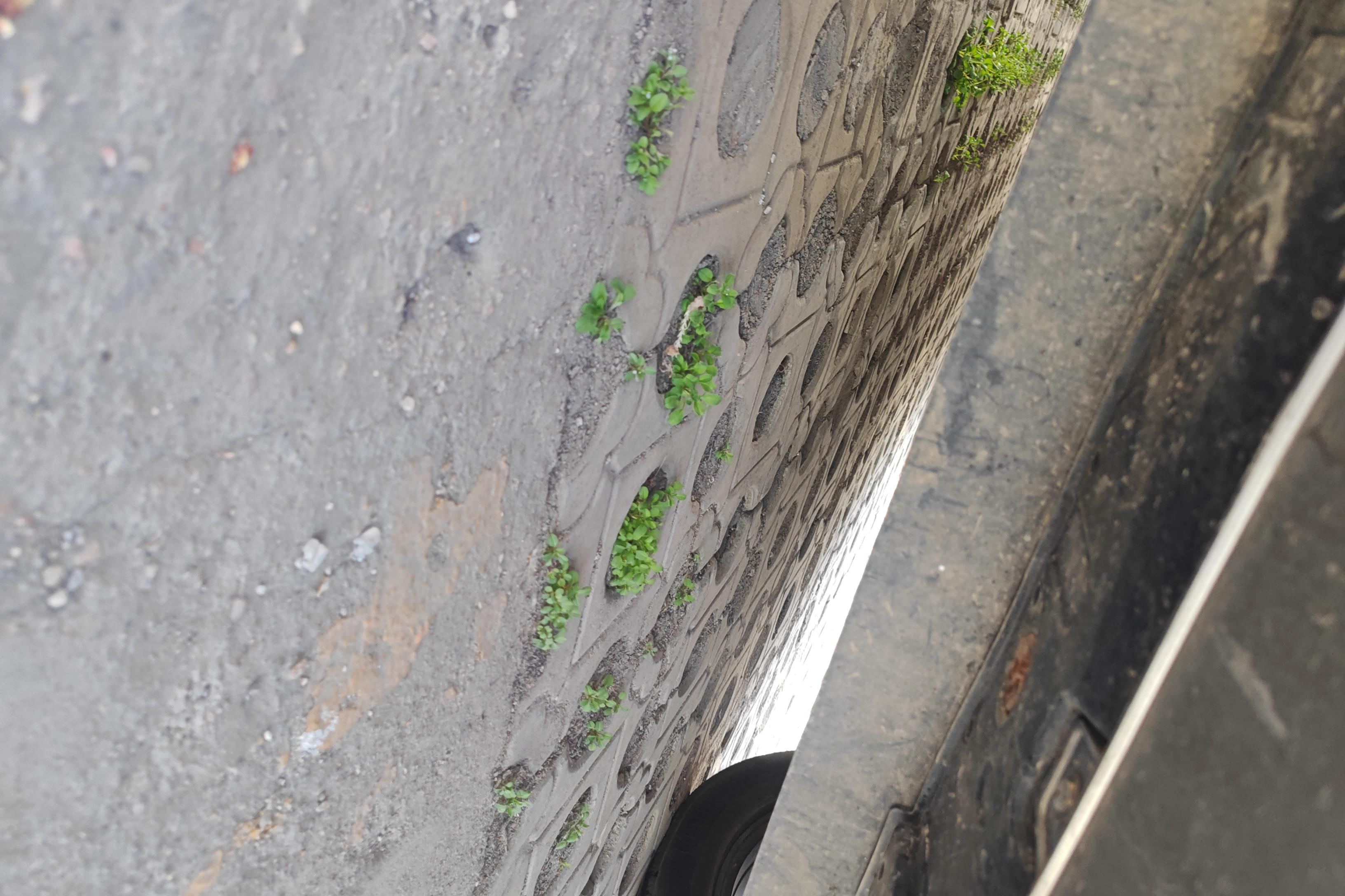 GAC Trumpchi GS5 2019 car image #5