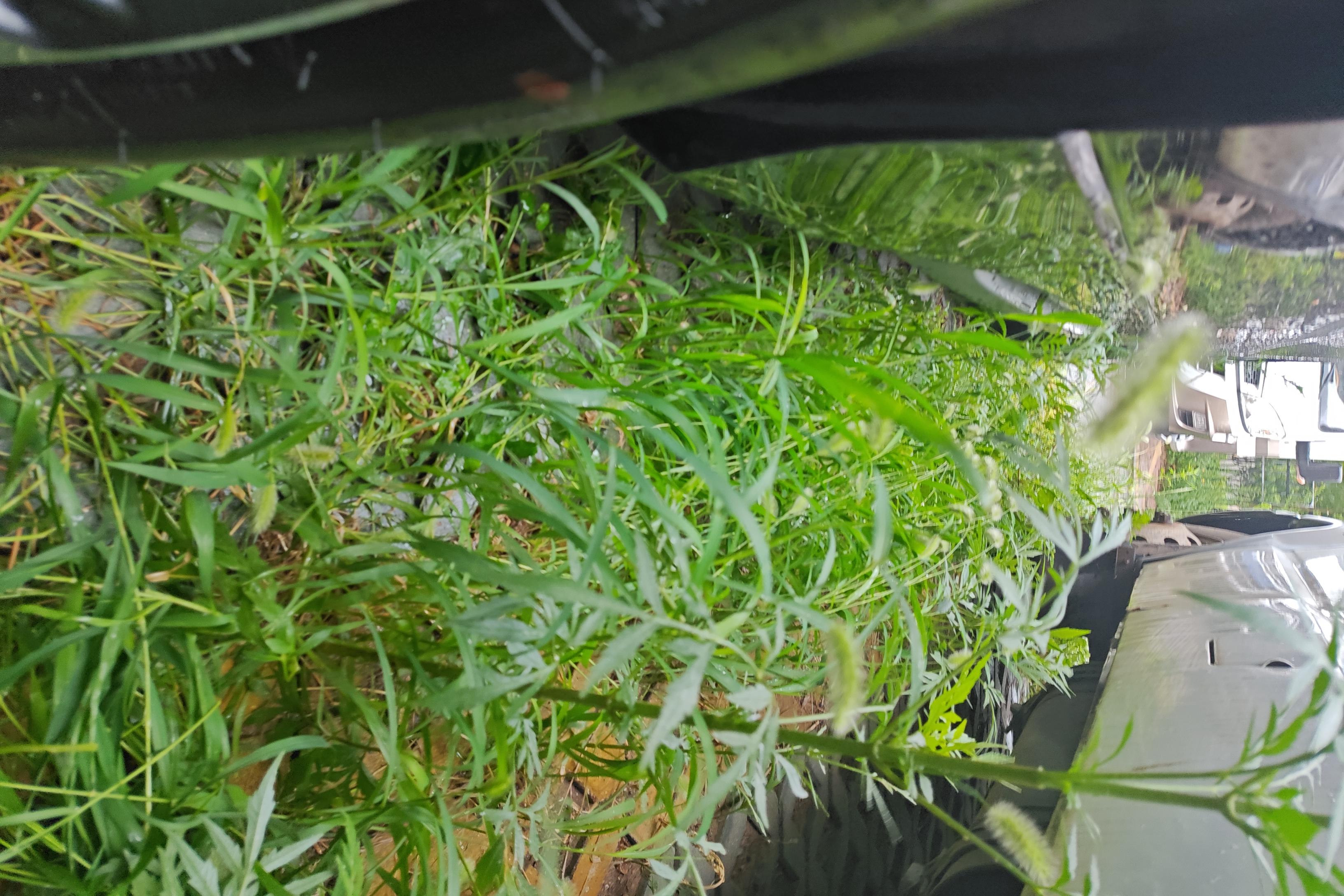 Honda Avancier 2022 car image #8