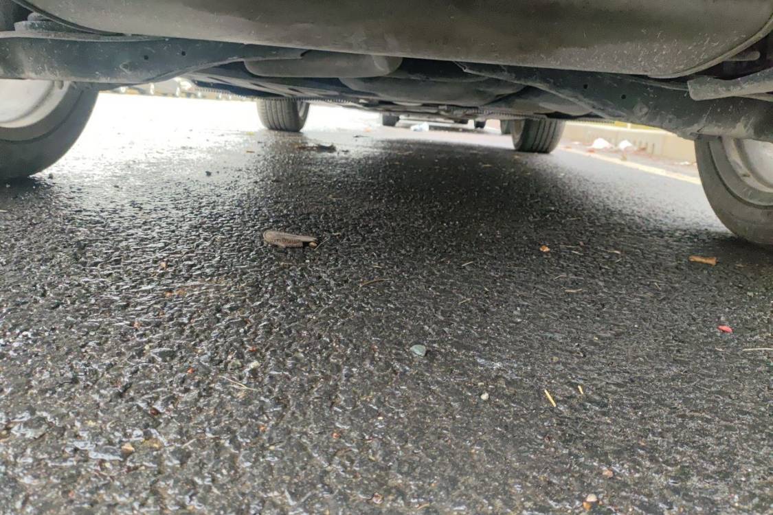Volkswagen Tharu 2019 car image #14