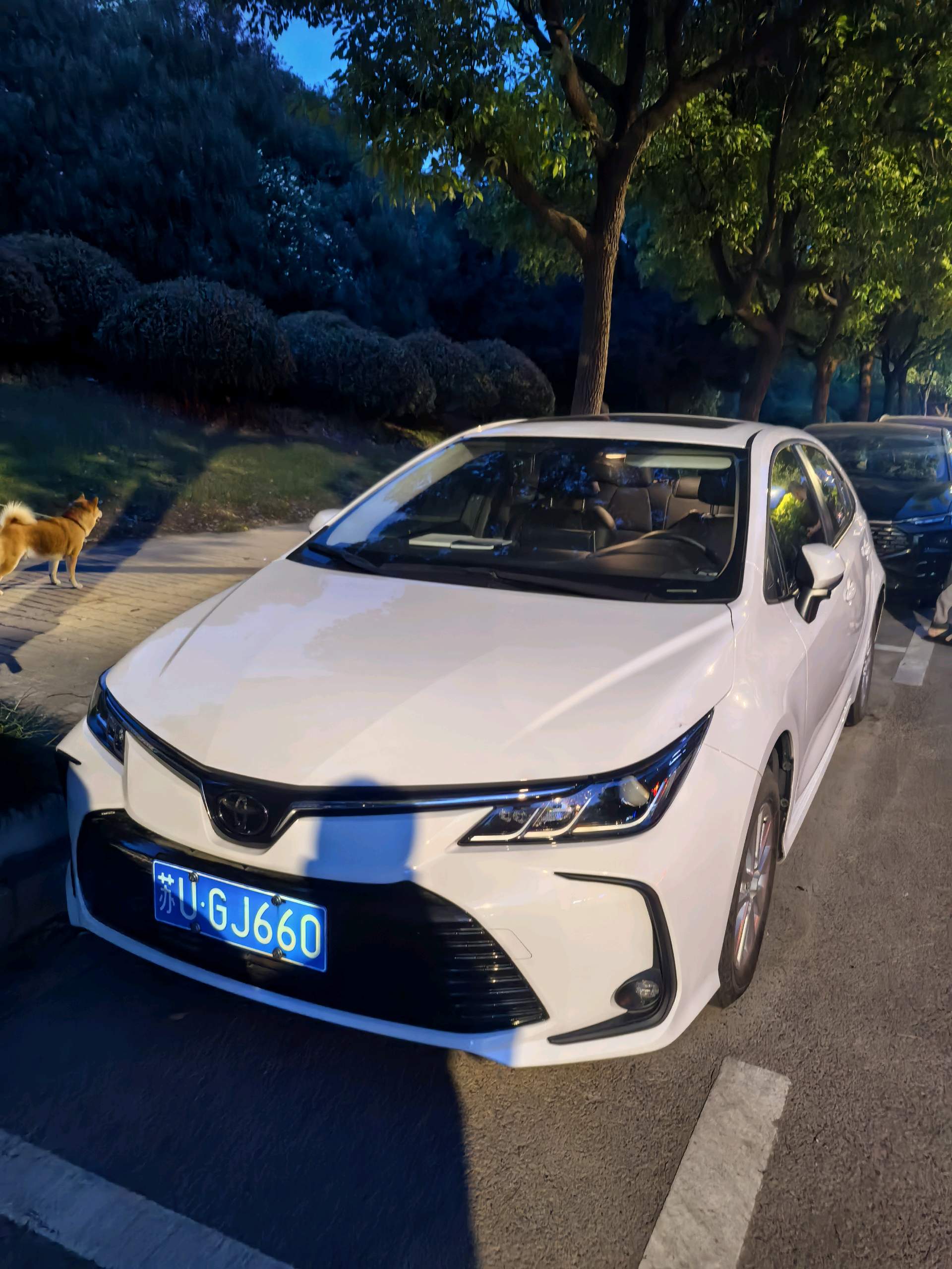 Toyota Corolla 2020 Toyota Corolla 2020 car image