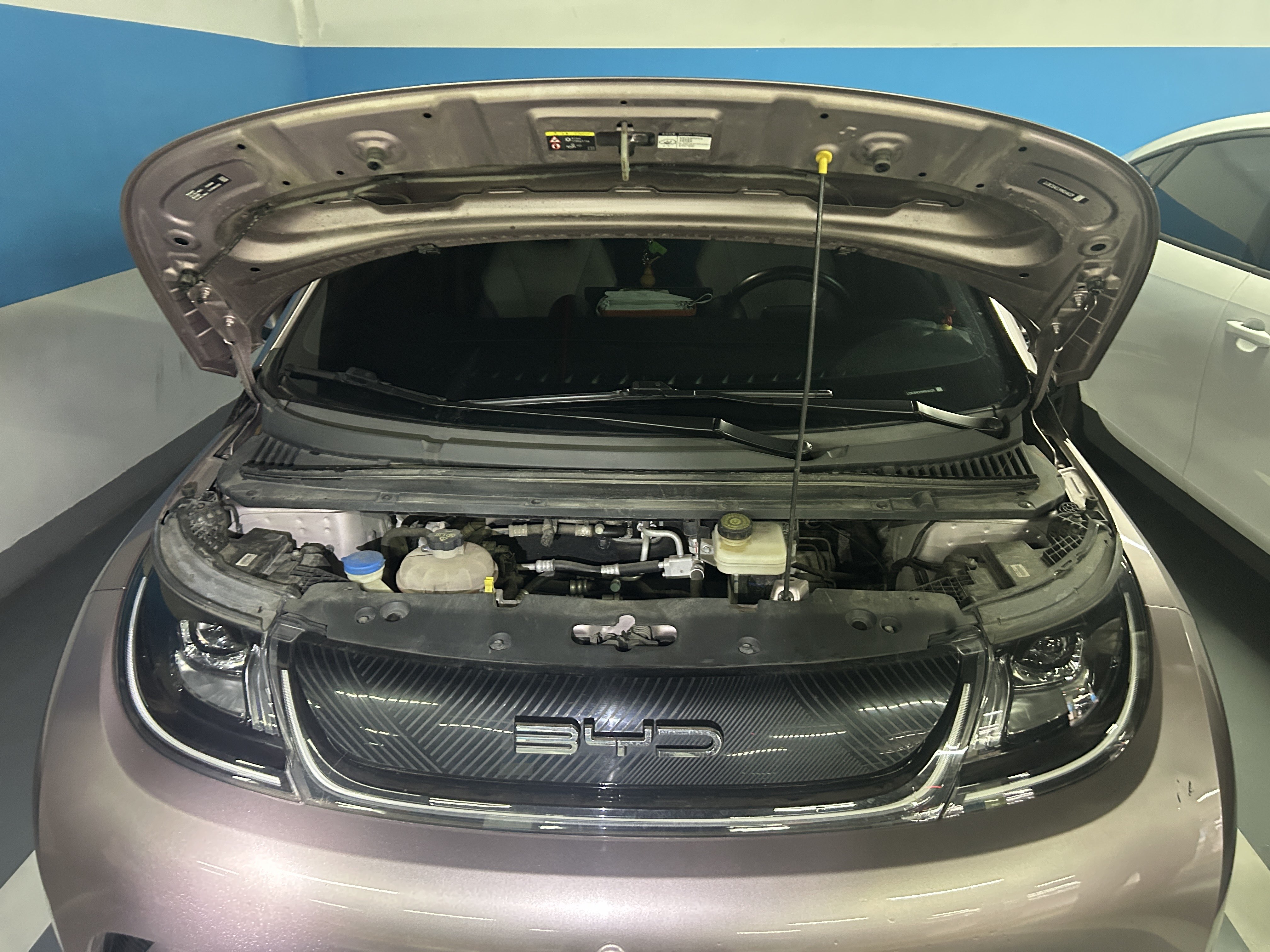 BYD Dolphin 2022 car image #11