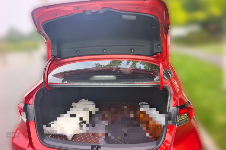 Toyota Corolla 2019 car image #21