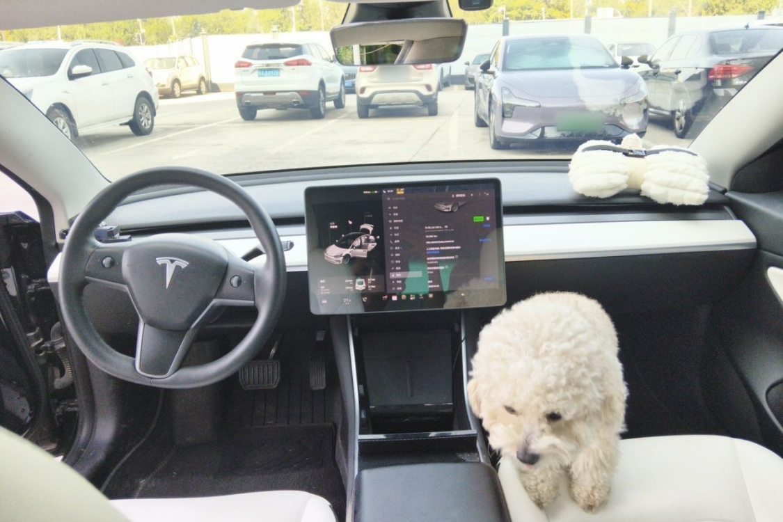 Tesla Model 3 2020 #21 Tesla Model 3 2020 immagine di auto #21